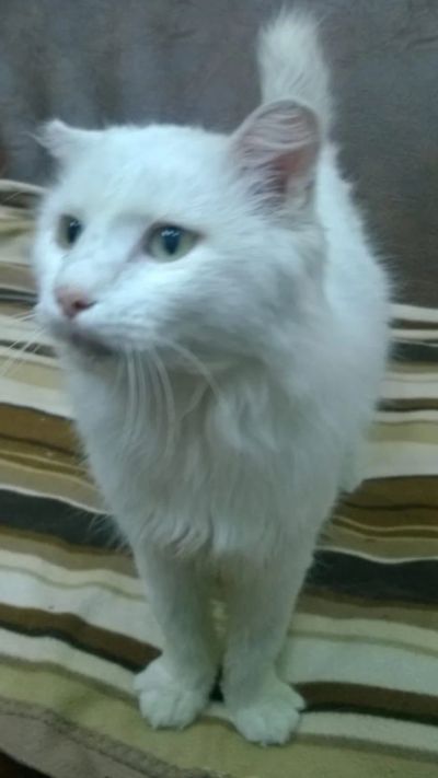 Лот: 11880646. Фото: 1. Белый кот. Кошки, котята