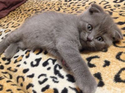 Лот: 7540539. Фото: 1. Плюшевый котейка=). Кошки, котята