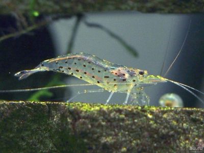 Лот: 16554320. Фото: 1. Амано Креветки (Caridina japonica... Моллюски, ракообразные, кораллы