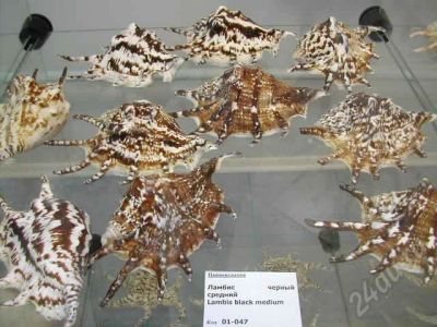 Лот: 345273. Фото: 1. Раковина лямбис чёрный, ракушка. Другое (коллекционирование, моделизм)