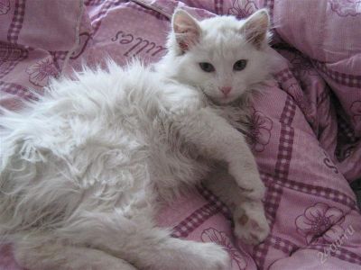 Лот: 1404222. Фото: 1. Котята. Кошки, котята