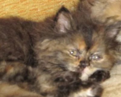 Лот: 3521555. Фото: 1. Персидские котята лучший подарок... Кошки, котята