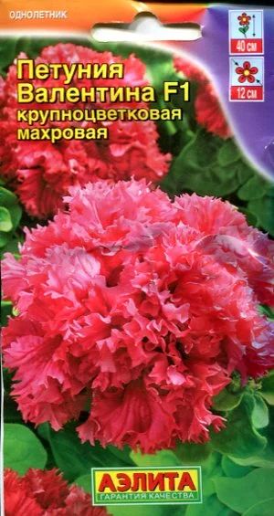 Лот: 5387841. Фото: 1. Петуния крупноцветковая махровая... Другое (семена, рассада, садовые растения)