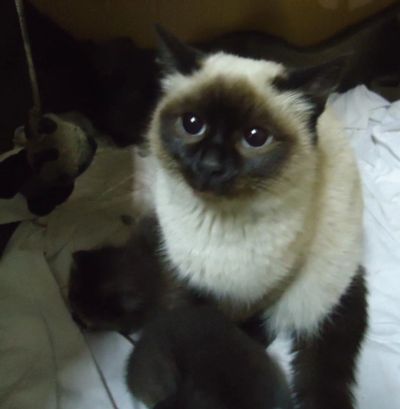 Лот: 5274602. Фото: 1. котёнок 03.03.15 года рождения... Кошки, котята