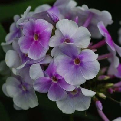 Лот: 12145139. Фото: 1. Флокс метельчатый Lavendelwolke. Садовые цветы