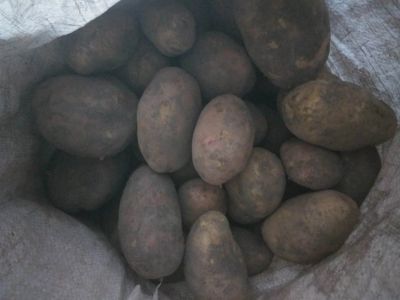 Лот: 14795681. Фото: 1. Картофель, картошка. Картофель