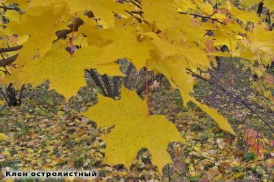 Лот: 11532829. Фото: 1. Клен остролистный (лат. Acer platanoides... Декоративные кустарники и деревья