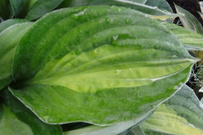 Лот: 9494467. Фото: 1. хоста Джипси Роуз (Hosta 'Gypsy... Садовые цветы