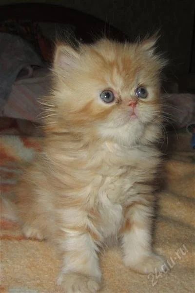Лот: 2639689. Фото: 1. персидские котята. Кошки, котята