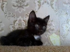 Лот: 10168787. Фото: 1. Котёнок. Кошки, котята