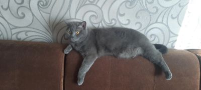 Лот: 19932273. Фото: 1. Кот британской породы. Кошки, котята
