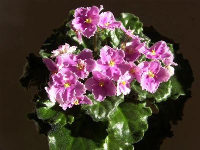 Лот: 3843491. Фото: 1. Фиалка Rosie Ruffles (Harrington... Горшечные растения и комнатные цветы