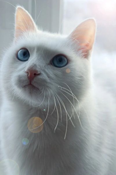 Лот: 3499185. Фото: 1. Блондин с голубыми глазами ищет... Кошки, котята