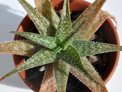 Лот: 9390578. Фото: 1. Алоэ (Aloe rauhii). Горшечные растения и комнатные цветы