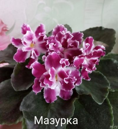 Лот: 14363423. Фото: 1. Фиалка СМ- Мазурка -лист . Горшечные растения и комнатные цветы