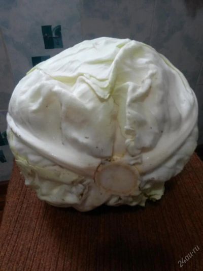 Лот: 25793295. Фото: 1. Капуста белокочанная ,засолочная. Овощи, фрукты, зелень
