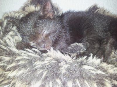 Лот: 4240743. Фото: 1. Отдам котенка, к лотку приучен. Кошки, котята