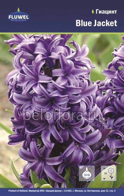 Лот: 6195745. Фото: 1. Гиацинт Blue Jacket. Луковица. Другое (семена, рассада, садовые растения)