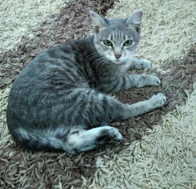 Лот: 7174765. Фото: 1. Бездомный котейка 3. Кошки, котята