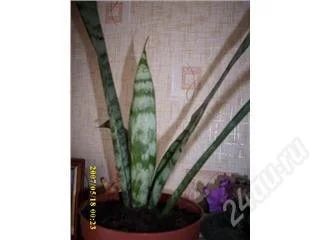 Лот: 84564. Фото: 1. В народе Щучий хвост. Горшечные растения и комнатные цветы