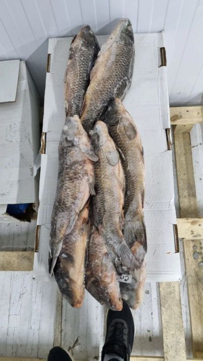 Лот: 20764430. Фото: 1. Сазан н/р с/м. Икра, рыба, морепродукты