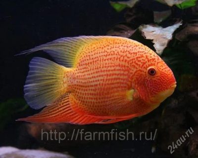 Лот: 2469680. Фото: 1. Северум красноточечный. Рыбки
