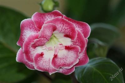 Лот: 2957910. Фото: 1. Глоксиния 29 (цветет). Горшечные растения и комнатные цветы