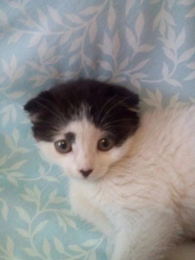 Лот: 6905124. Фото: 1. шотландский вислоухий котенок. Кошки, котята