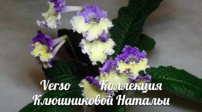 Лот: 8848819. Фото: 1. Стрептокарпус Verso. Горшечные растения и комнатные цветы