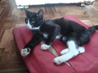 Лот: 852172. Фото: 1. Отдам кота. Остальные животные