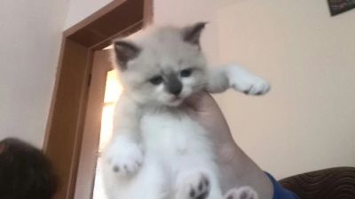 Лот: 4863155. Фото: 1. Сиамская кошечка. Кошки, котята