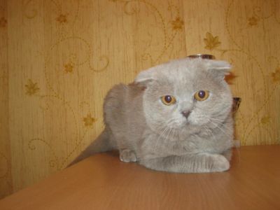 Лот: 4398690. Фото: 1. Котик. Кошки, котята