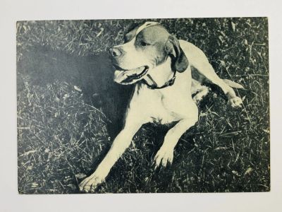 Лот: 23296534. Фото: 1. Пойнтер. Открытка. 1969. Открытки, конверты