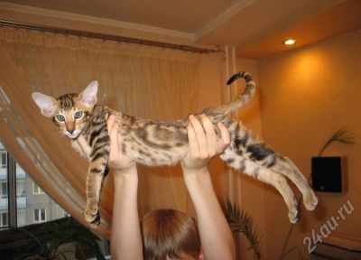 Лот: 433651. Фото: 1. котенок ориентальной породы. Остальные животные