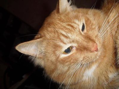 Лот: 1048136. Фото: 1. кому надо миленьких котят?)))). Остальные животные