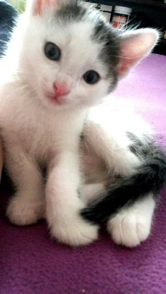 Лот: 5694601. Фото: 1. котик. Другое (животные и уход)