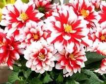 Лот: 6636208. Фото: 1. Георгина Starlias Bicolor Neonorange-White. Другое (семена, рассада, садовые растения)