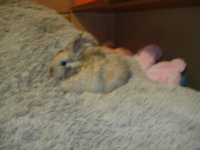 Лот: 5730856. Фото: 1. Кролик декоративный мраморный. Остальные животные