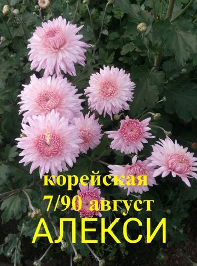 Лот: 9768262. Фото: 1. Набор Хризантем №2. Садовые цветы