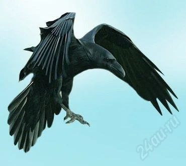 Лот: 1845654. Фото: 1. ворон. Птицы