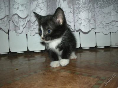Лот: 1282121. Фото: 1. Черно-белая девчушка!. Кошки, котята