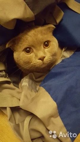 Лот: 10894525. Фото: 1. Шотландский вислоухий кот вязка... Кошки, котята