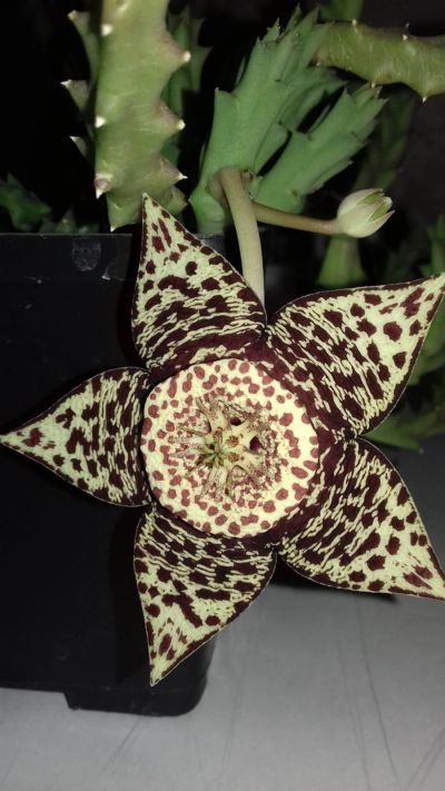 Лот: 8091087. Фото: 1. Orbea variegata (stapelia) сортовая... Горшечные растения и комнатные цветы