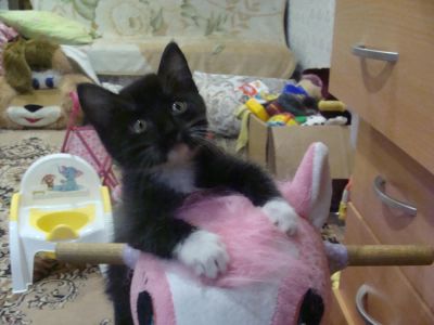 Лот: 6855543. Фото: 1. Котята!!!!Котята!!!!!. Кошки, котята