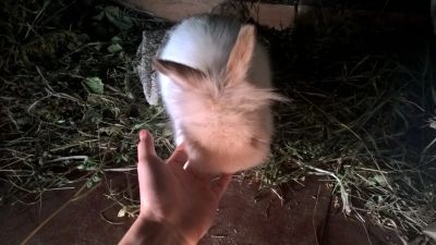 Лот: 8206760. Фото: 1. Декоративный кролик. Остальные животные
