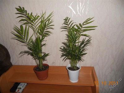 Лот: 1257933. Фото: 1. хамедорея. Горшечные растения и комнатные цветы