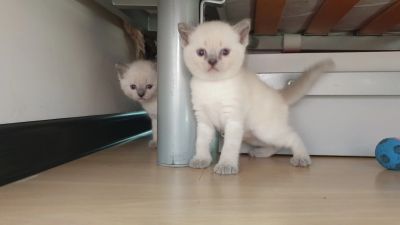 Лот: 18950200. Фото: 1. Котята пасхальные🙂. Кошки, котята
