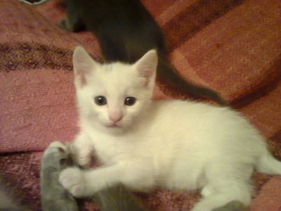 Лот: 8025569. Фото: 1. Белую кису в хорошие руки!:). Кошки, котята
