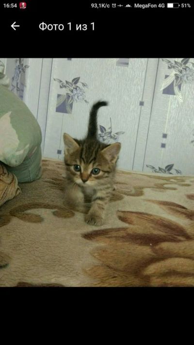 Лот: 9762225. Фото: 1. Шотландская прямоухая скоттиш-старайт... Кошки, котята