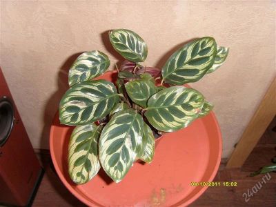 Лот: 894929. Фото: 1. Калатея Маккоя. Горшечные растения и комнатные цветы